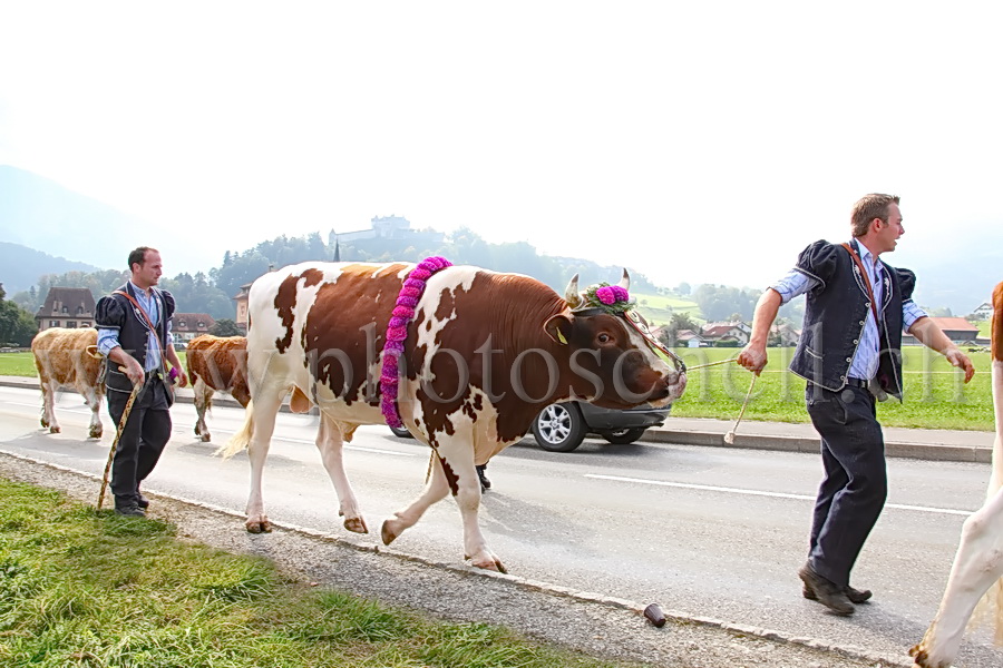 Désalpe sous le château de Gruyères