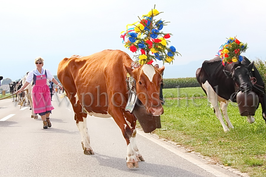 Vache calme ou presque