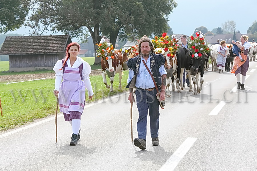 Les vaches de Marsens/Vuippens sont arrivées