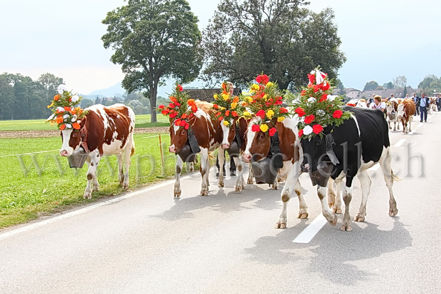 Les vaches de Marsens/Vuippens sont arrivées