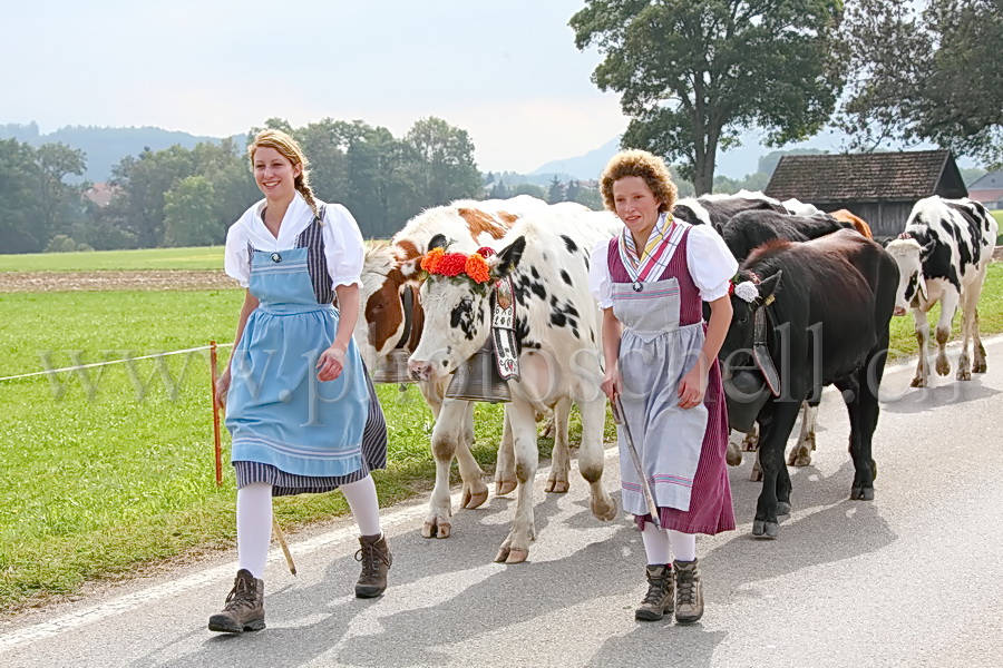 Les vaches de Marsens/Vuippens sont arrivées