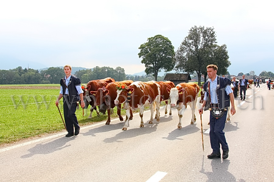 Les vaches de Marsens/Vuippens sont arrivées