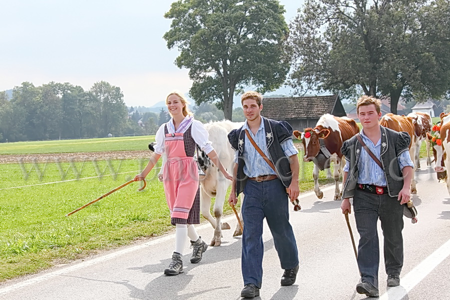 Les vaches de Marsens/Vuippens sont arrivées