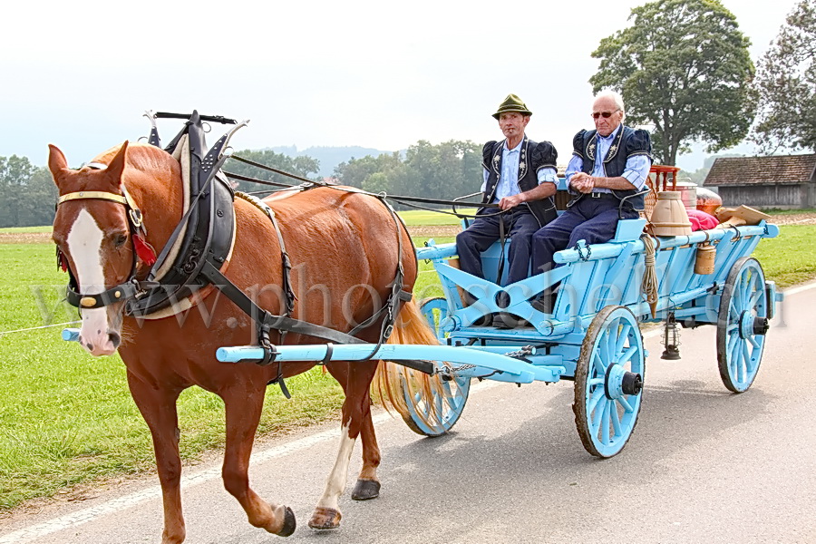 Les vaches de Marsens/Vuippens sont arrivées