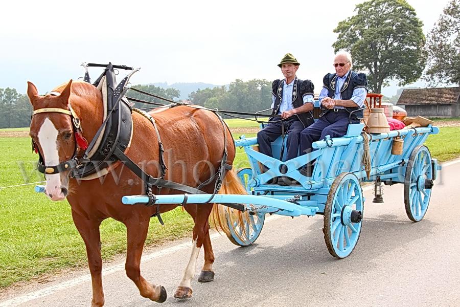 Les vaches de Marsens/Vuippens sont arrivées