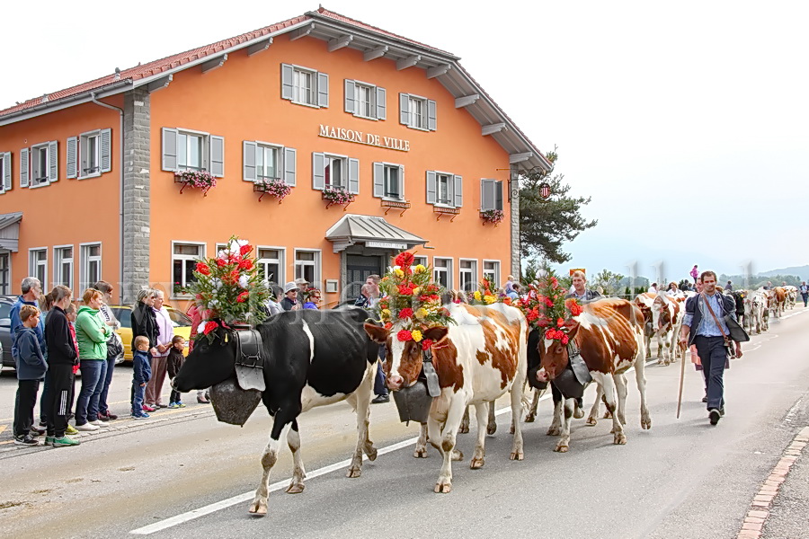 Les vaches de Marsens/Vuippens sont arrivées