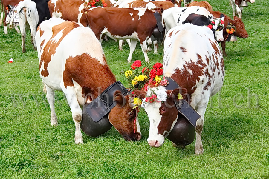 Les vaches de Marsens/Vuippens sont arrivées