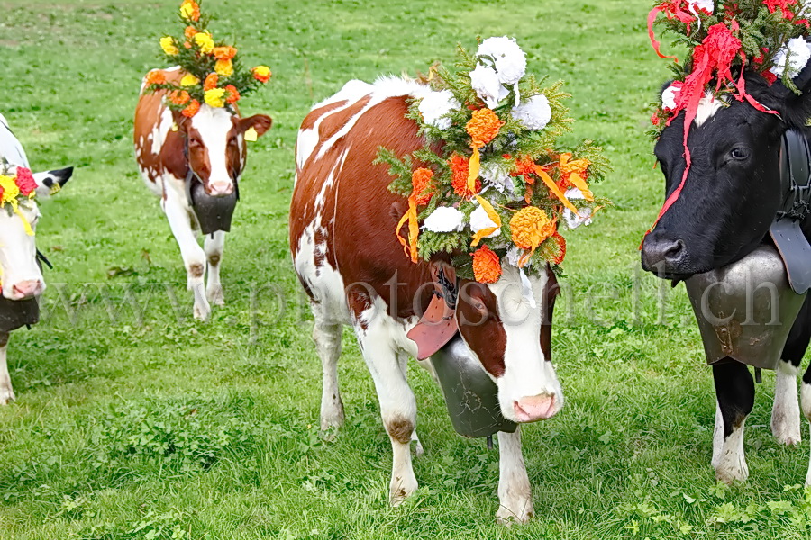 Les vaches de Marsens/Vuippens sont arrivées