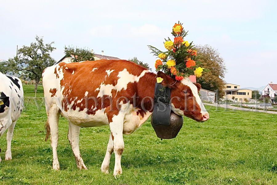 Les vaches de Marsens/Vuippens sont arrivées