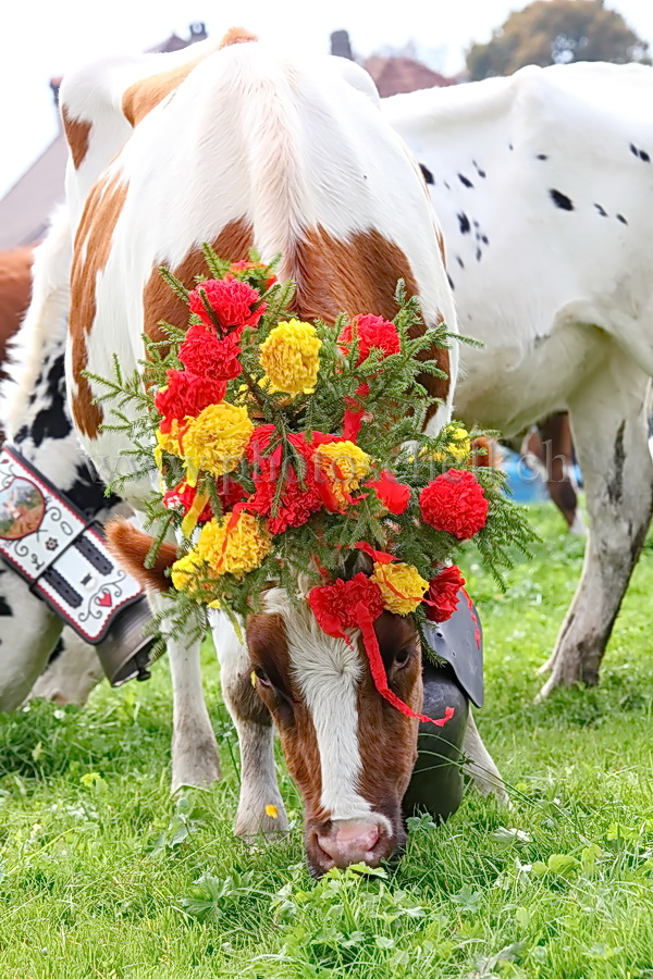 Les vaches de Marsens/Vuippens sont arrivées