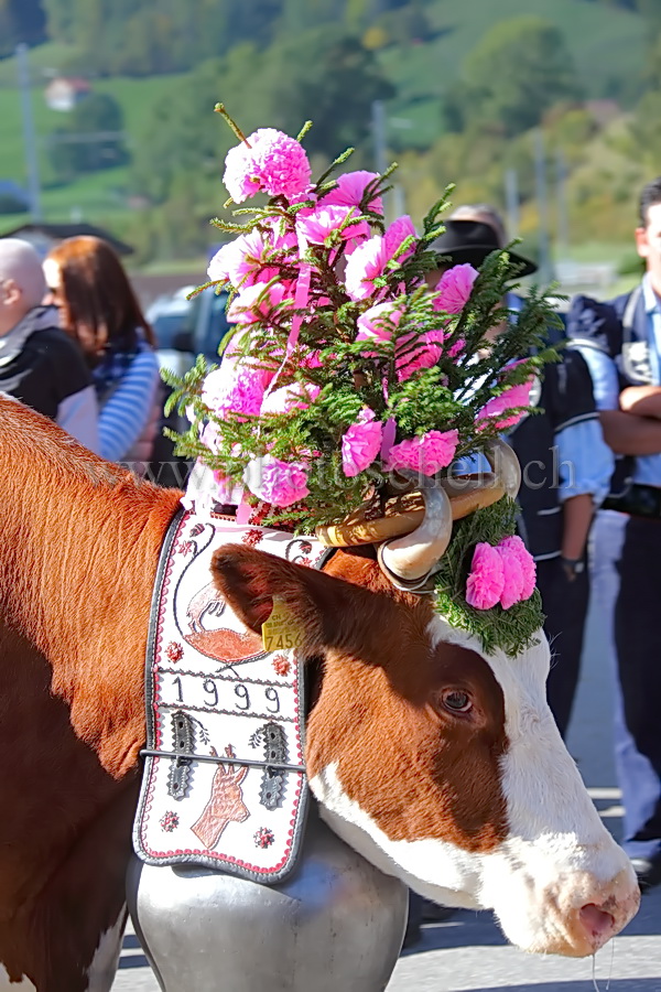 Coiffure de désalpe pour les vaches