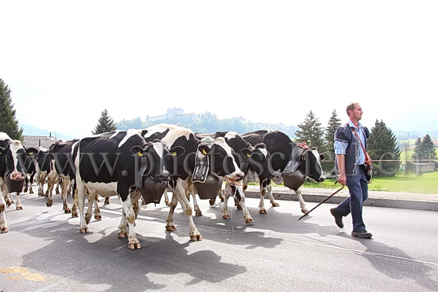 Désalpe sous le château de Gruyères