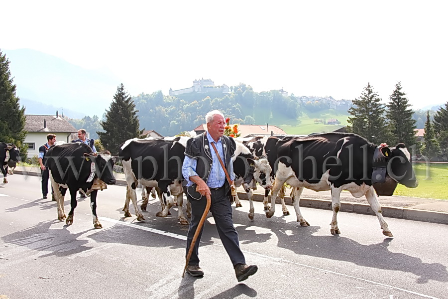 Désalpe sous le château de Gruyères