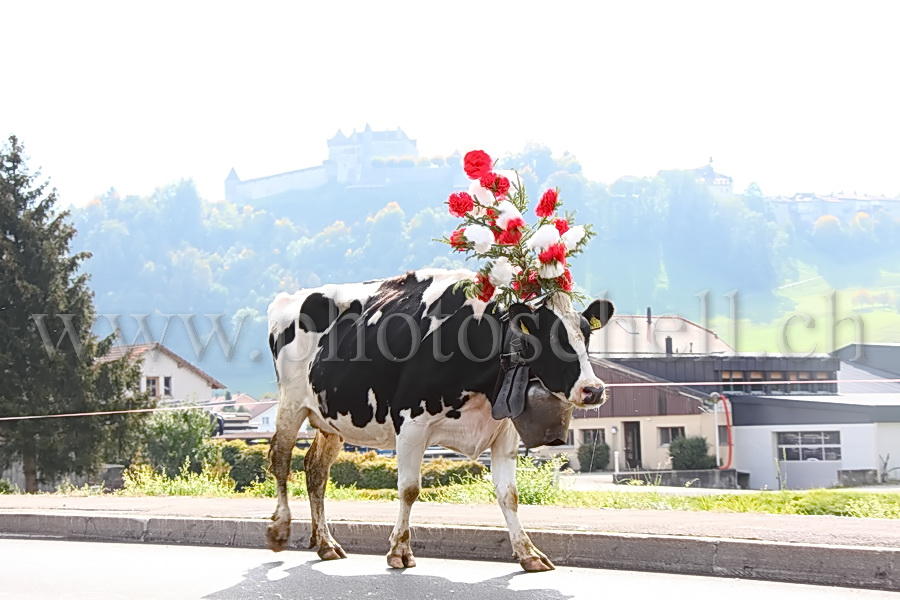 Désalpe sous le château de Gruyères