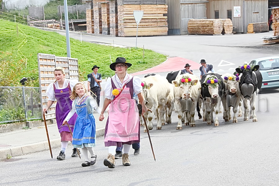 Désalpe sur les monts de Marsens