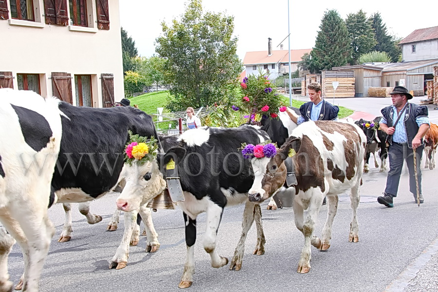 Désalpe sur les monts de Marsens