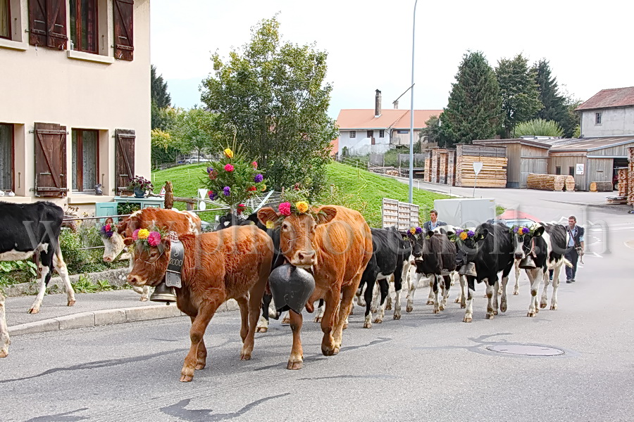 Désalpe sur les monts de Marsens