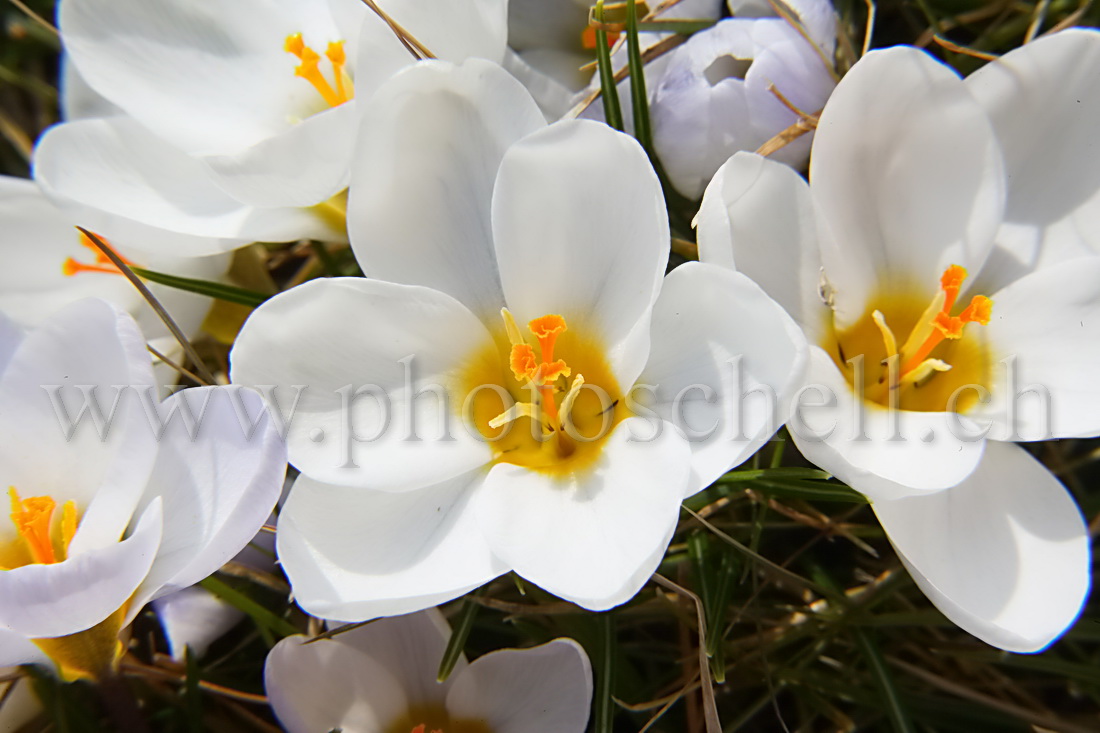 Crocus en fleurs