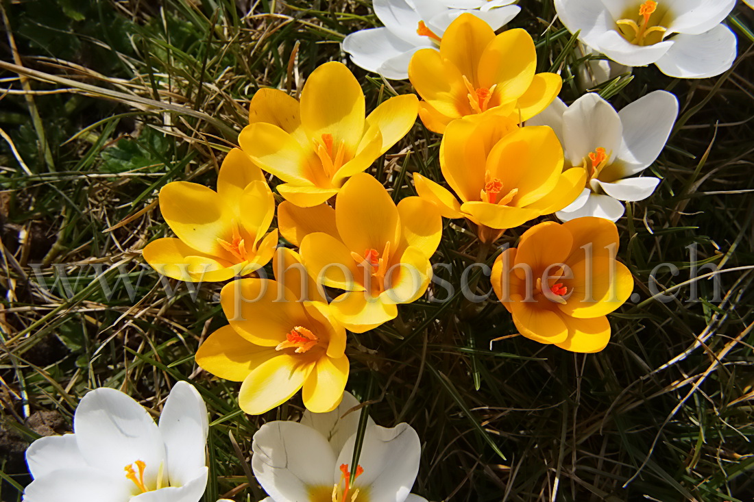 Crocus jaunes et blancs en fleurs