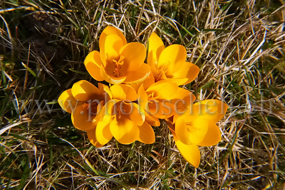 Bouquet de crocus jaunes