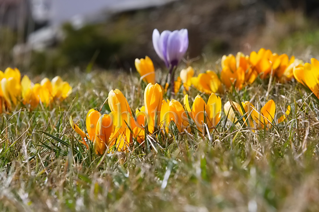 Au ras des ... crocus...