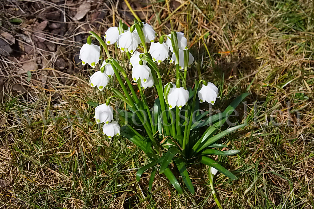 Le printemps arrive...