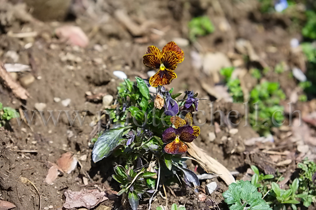 Couleurs de pensées