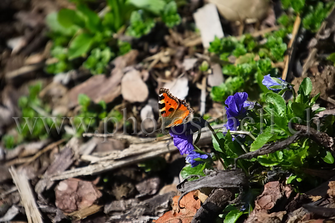 Papillon sur sa pensée