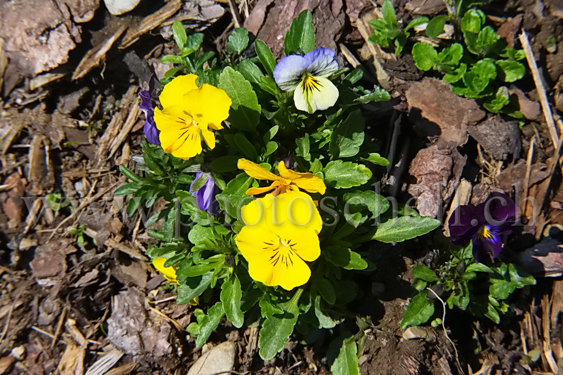 Pensées en couleurs