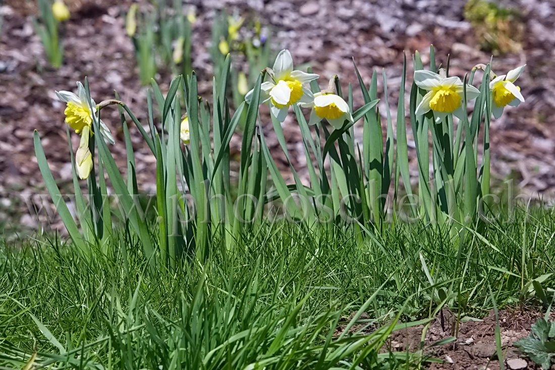 Jonquilles