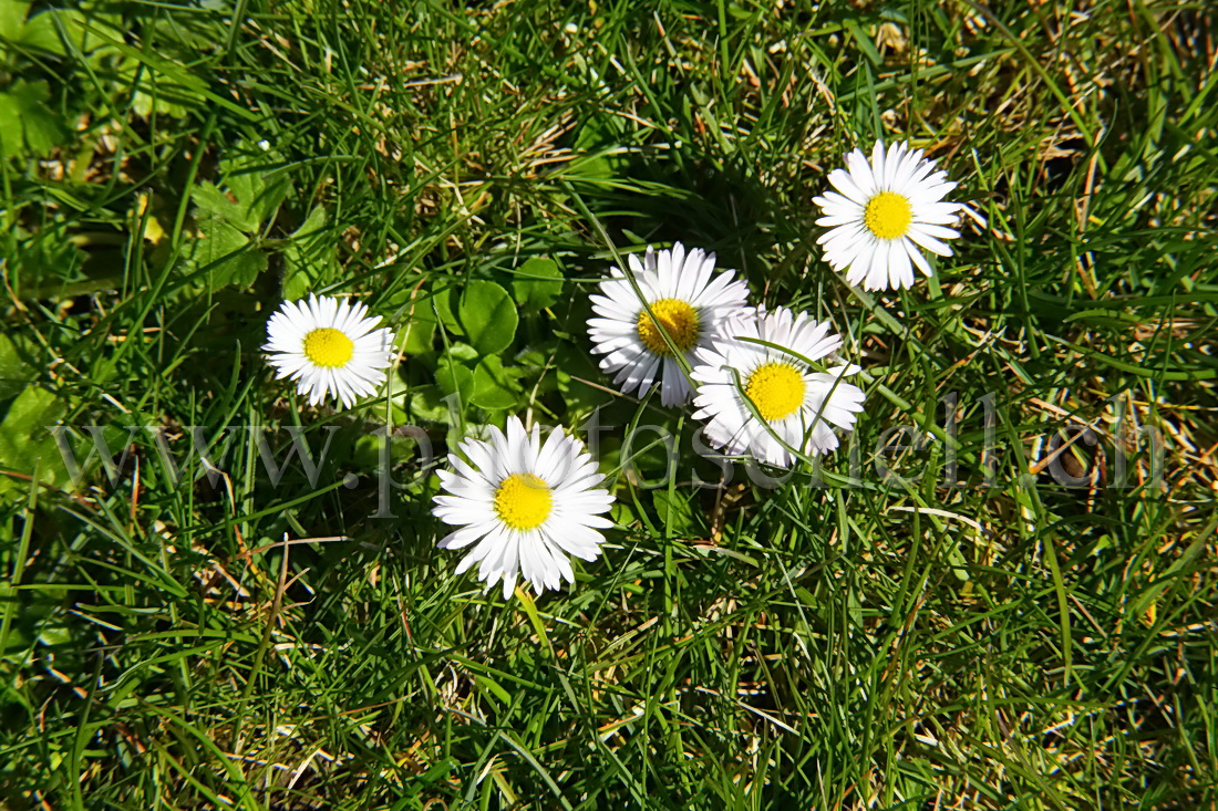 Pâquerettes et leur corolle rose