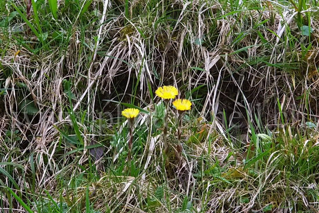 Taches de couleur du printemps