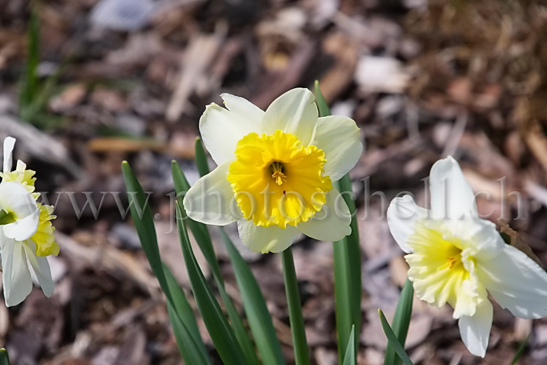 Narcisse et son moucheron