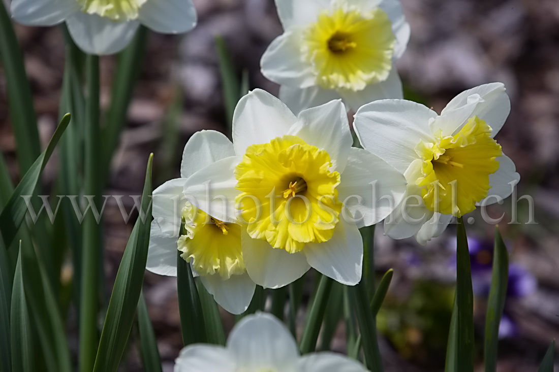 Narcisses au soleil