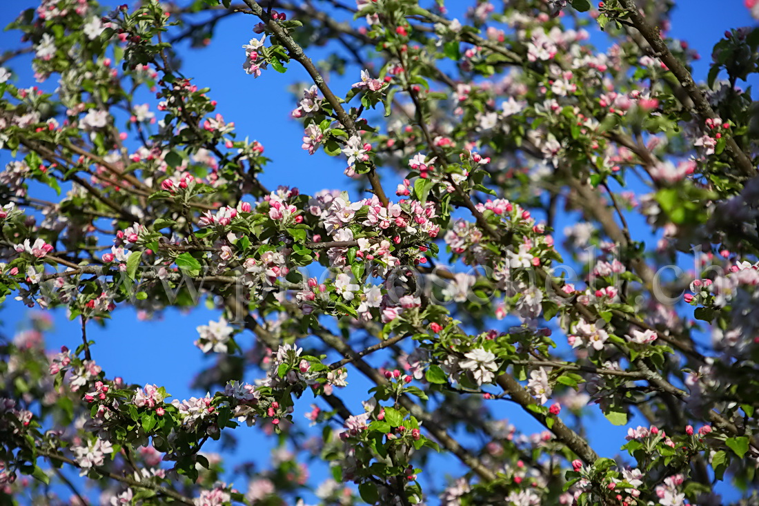 Fleurs du printemps