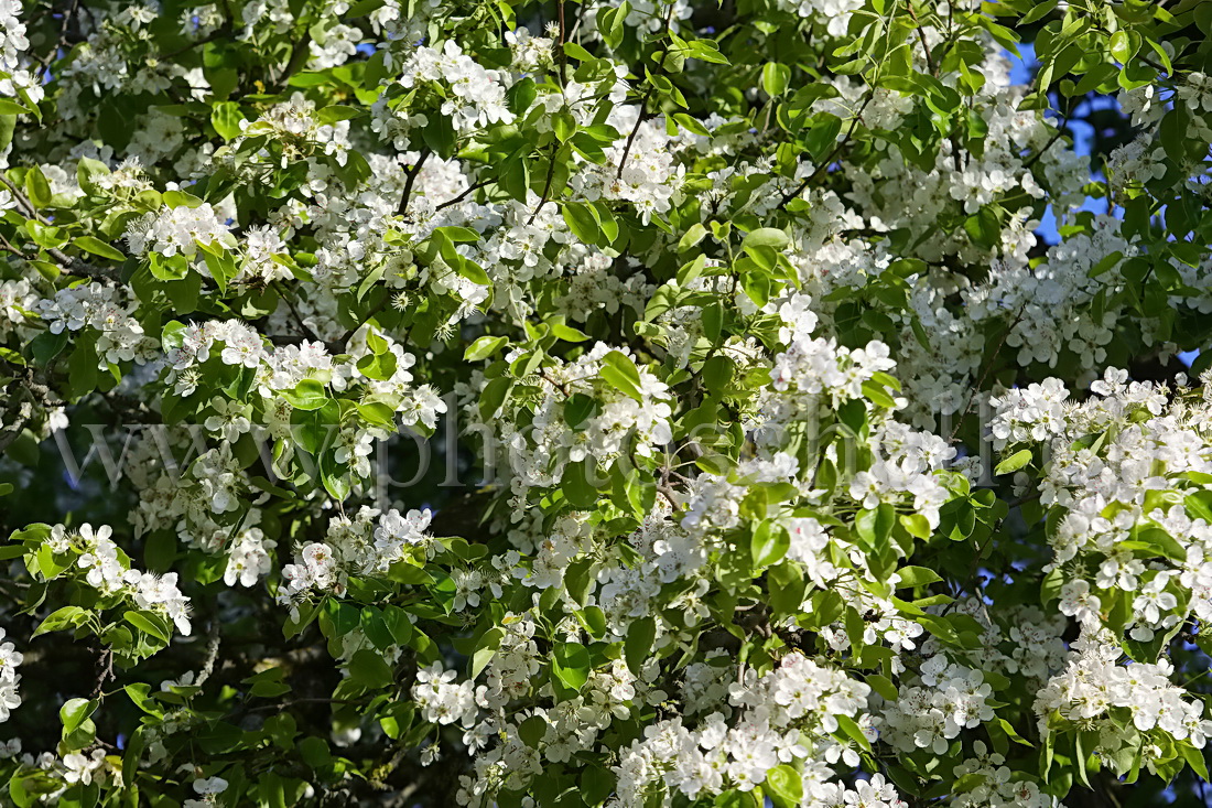 Fleurs du printemps