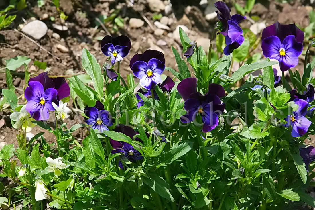 Pensées épanouies