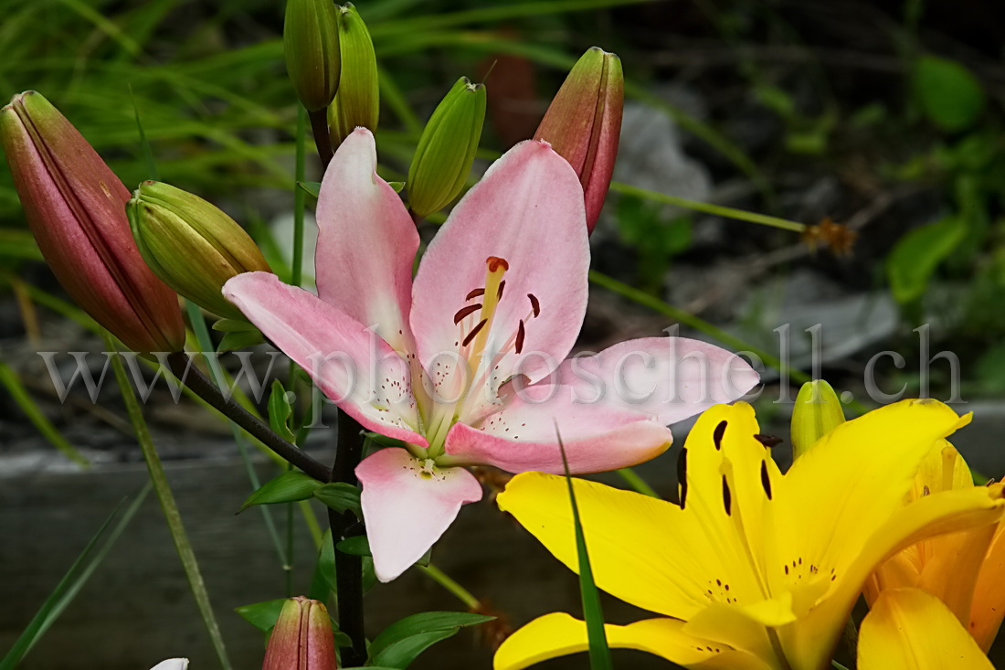 Lys rose et jaune