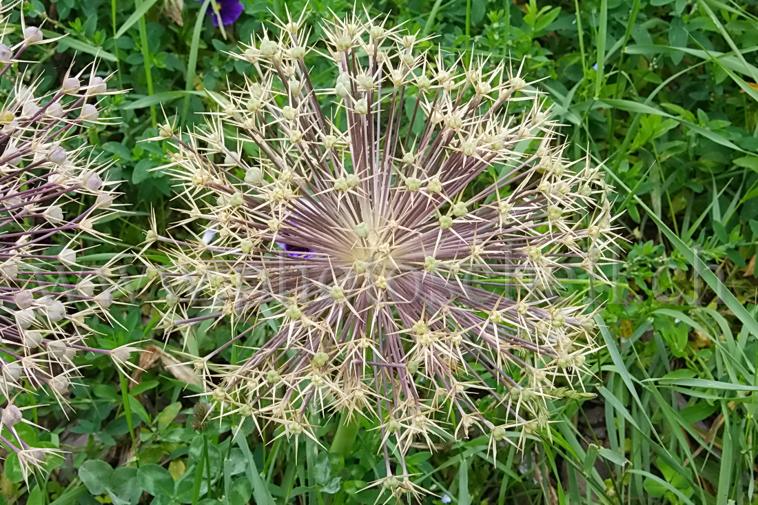 Fleur en boule