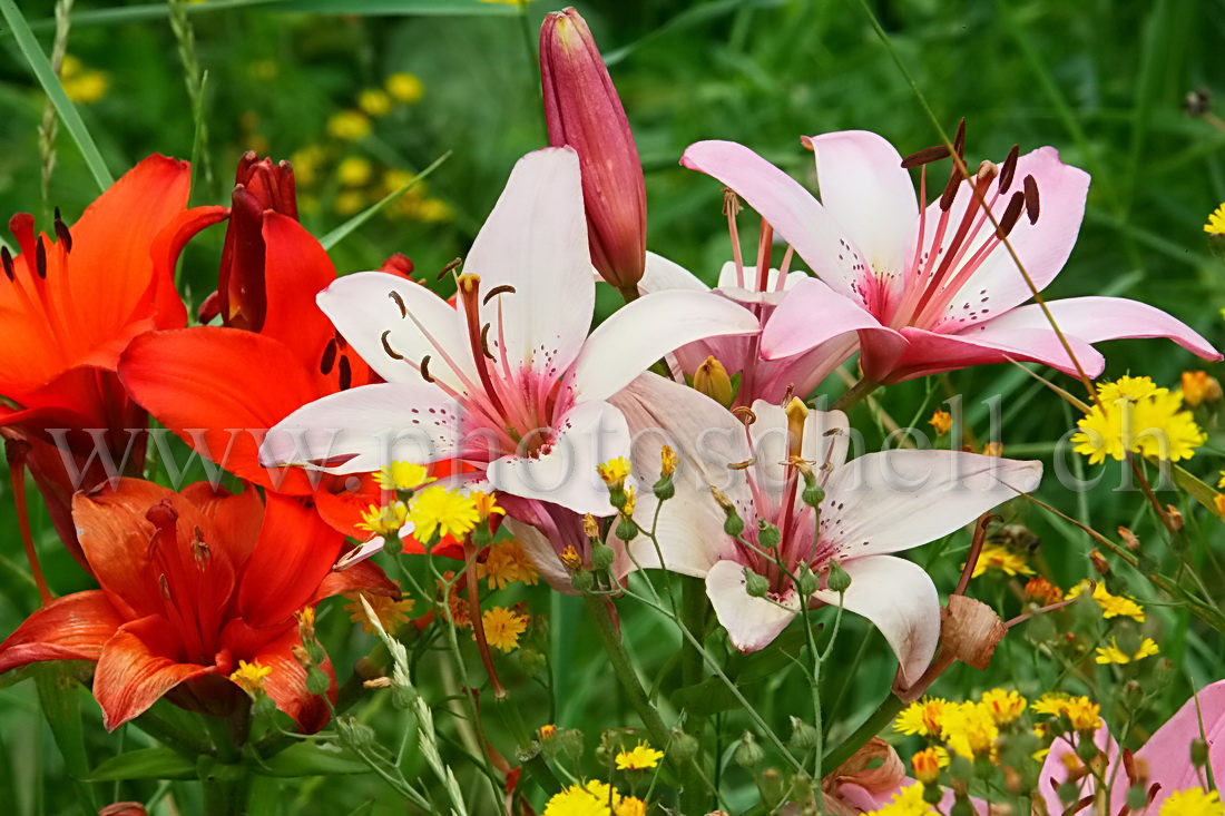 Couleurs de lys