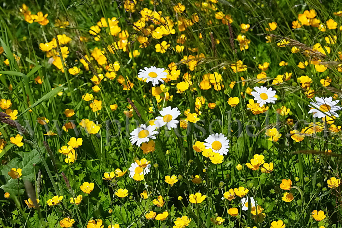 Marguerites perdues dans les boutons d'or