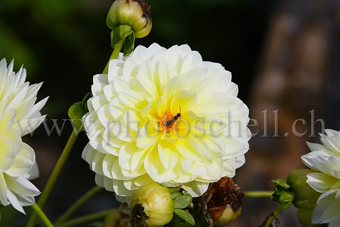 Mouche dans un dahlia