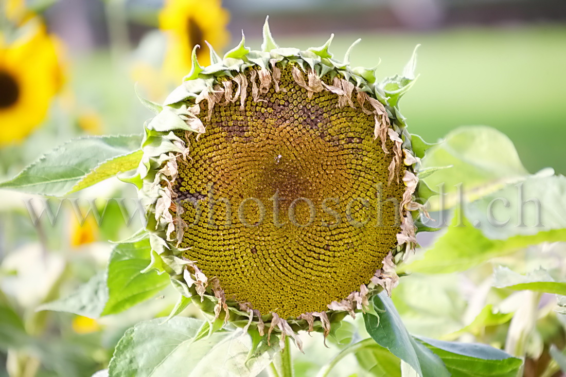 Coeur de tournesol