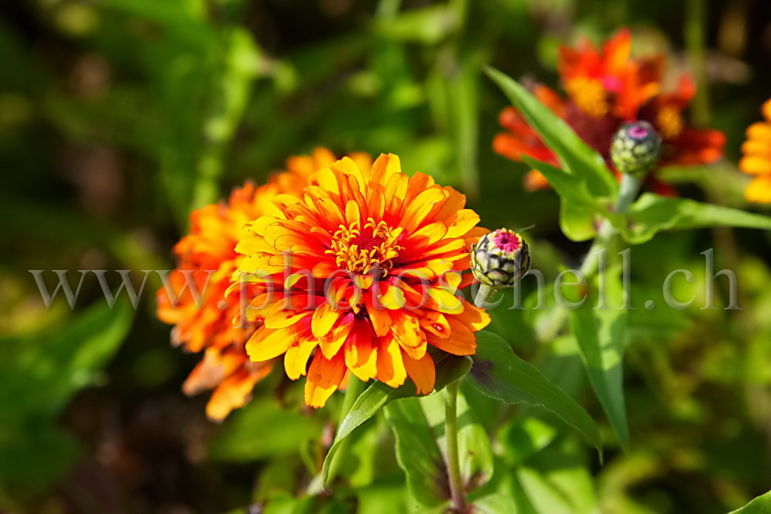 Fleur et sa jeune pousse