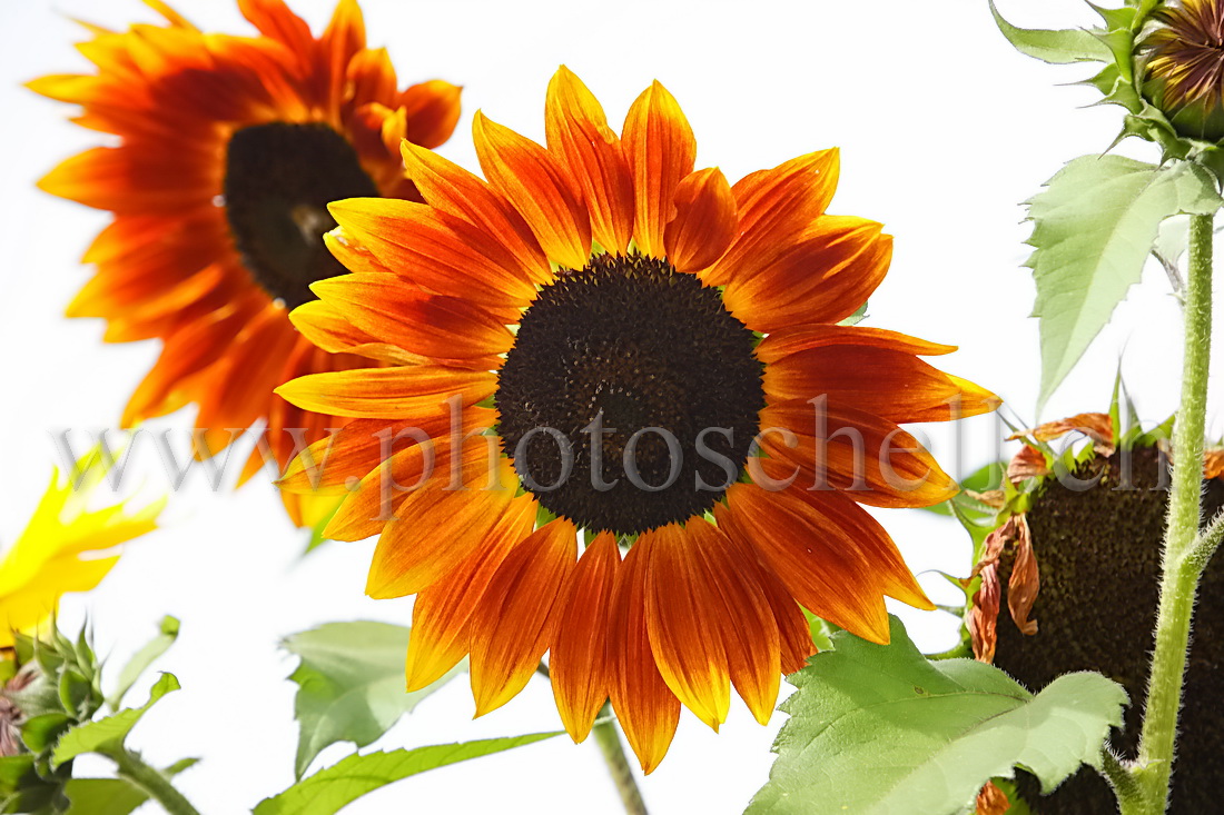 Tournesol orangé en fleur