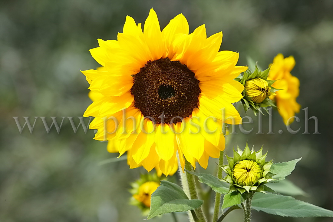 Tournesol en fleur