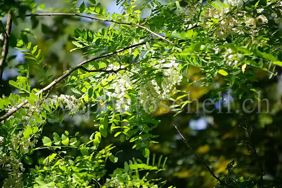 Fleurs d'accacia au printemps