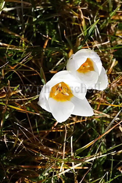 Premiers crocus de l'année