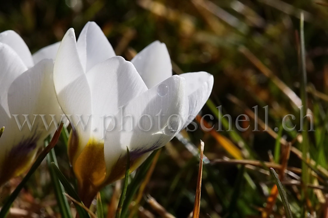 Goutte d\'eau sur les premiers crocus de l\'année