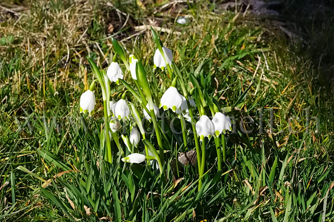 Clochettes du printemps